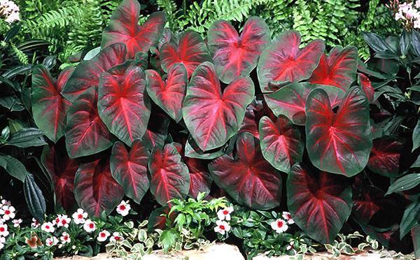 Culture réussie de caladium dans la cour