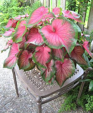 Planta de hoja caduca ornamental Caladium