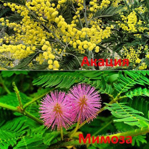 quelle est la différence entre le mimosa et l'acacia argenté