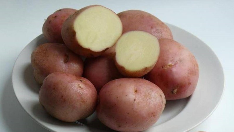 Tubérculos de patata Ilyinsky