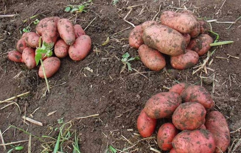 avantages des pommes de terre ilyinsky