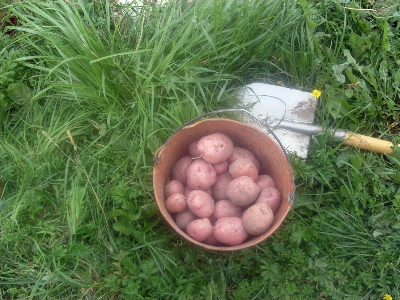 pommes de terre Ilyinsky