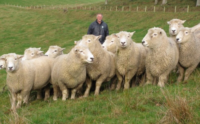 descripción de la raza de oveja Romney Marsh