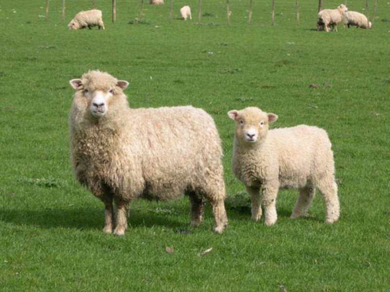 productividad de las ovejas romney marsh