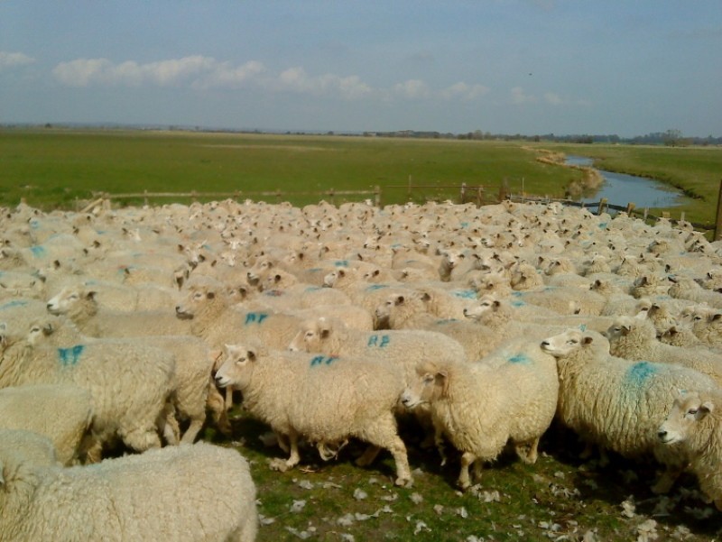 caractéristiques de garder les moutons romney marsh