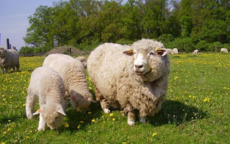 Avantages du mouton Romney Marsh