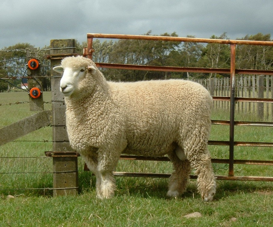 race de moutons romney marais