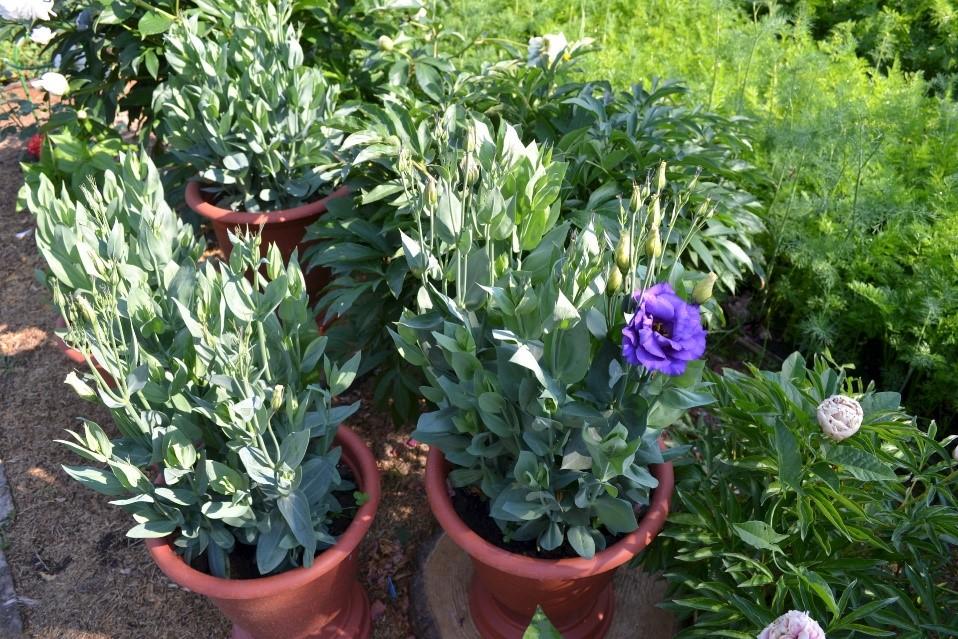 eustoma invernada en invierno