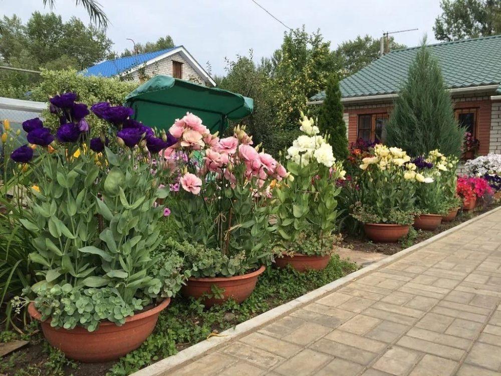 cultivo, plantación y cuidado de eustoma en Siberia