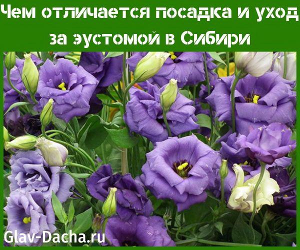 plantar y cuidar eustoma en Siberia