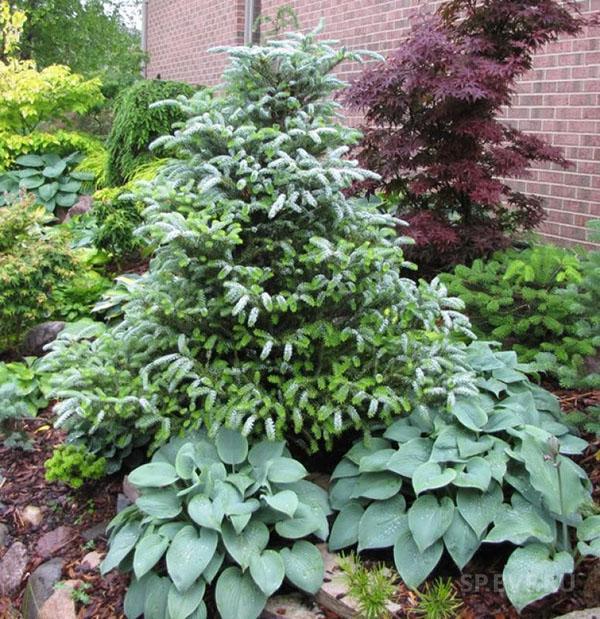 Sapin de Corée en composition avec hosta