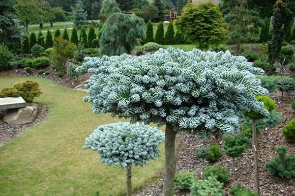 formes inhabituelles de sapin coréen