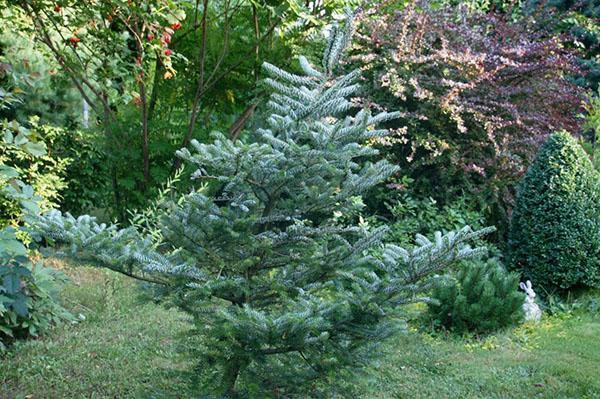 sapin parmi d'autres conifères