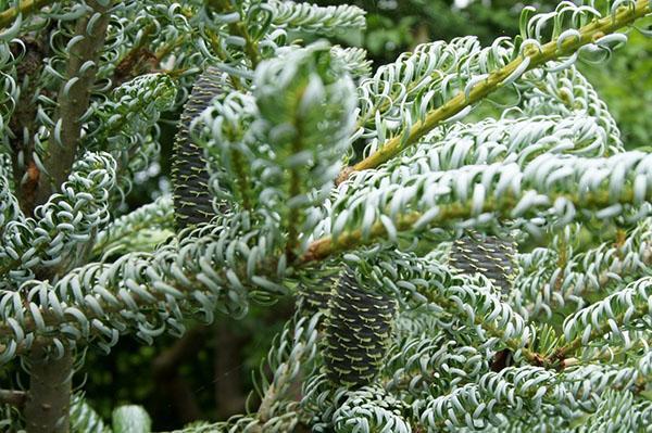 Sapin de Corée Silberlock