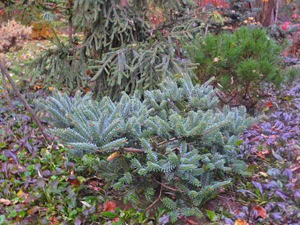 Sapin de Corée Bleu Empereur