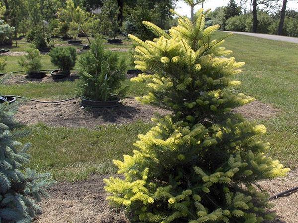 sapin de Corée en pleine croissance