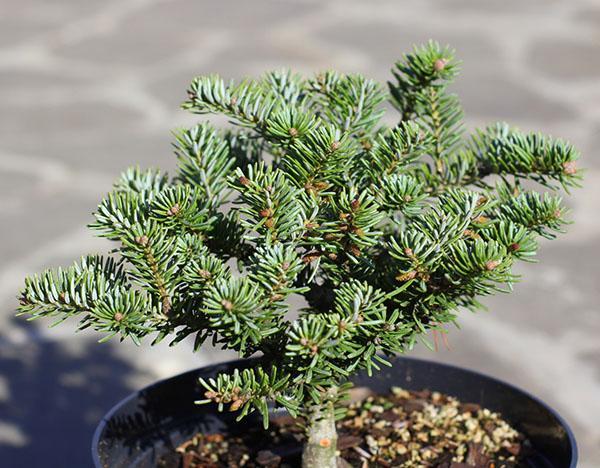 Semis de sapin de Corée