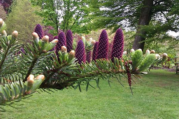 pommes de sapin brillantes