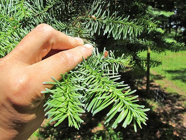 árbol decorativo saludable