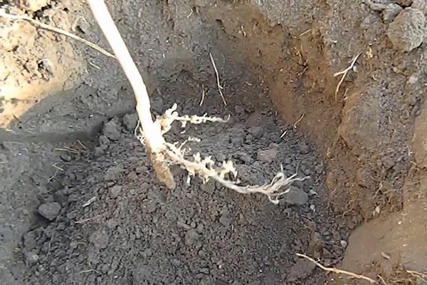 planter des plants de noisettes