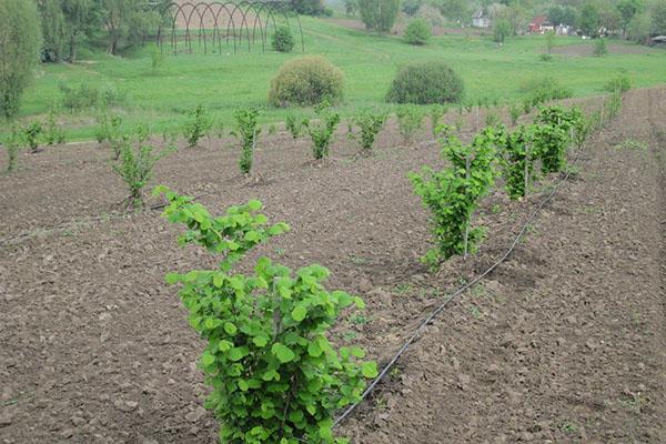planter et cultiver des noisettes