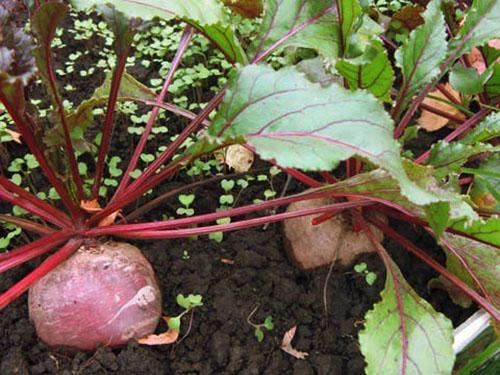 Le légume racine prend du poids