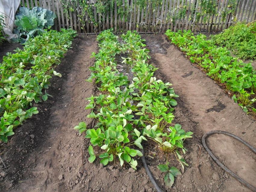 el papel del otoño en la alimentación de las fresas.