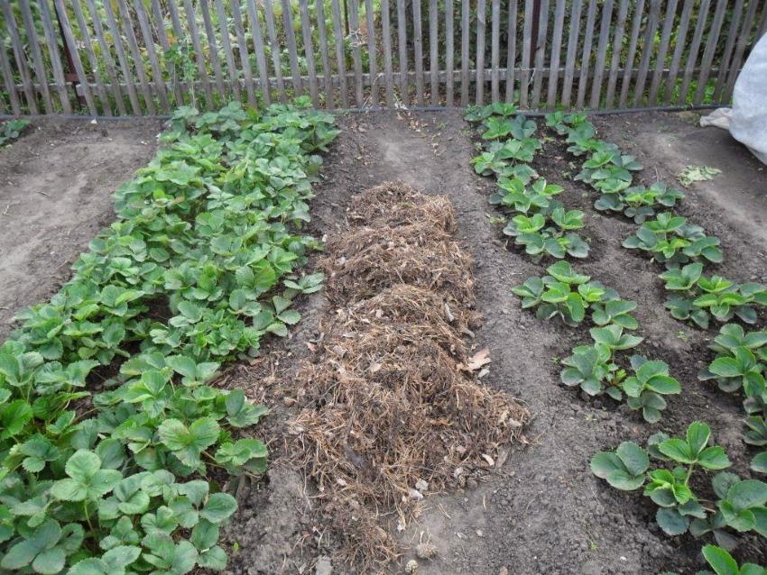 quand fertiliser les fraises en automne