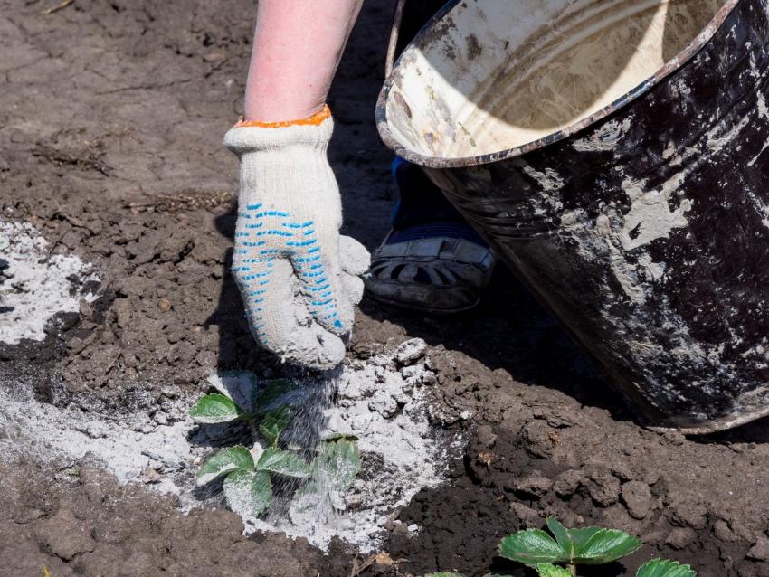 cómo alimentar fresas en otoño haciendo ceniza