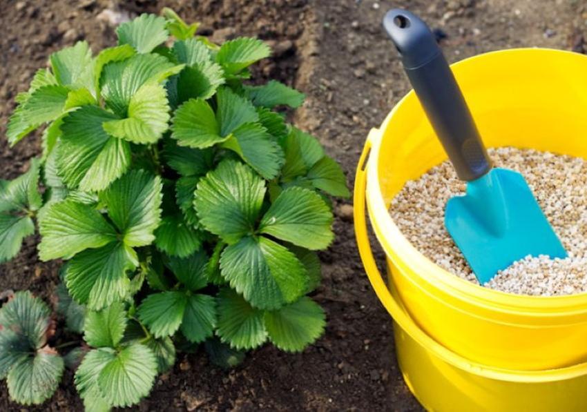 fertilizantes minerales para fresas