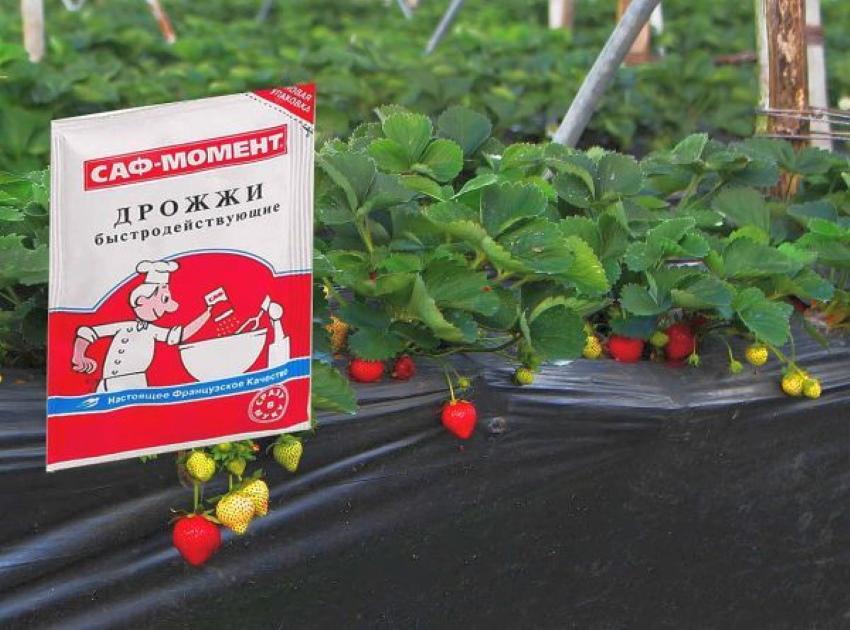 remède populaire de levure pour les fraises