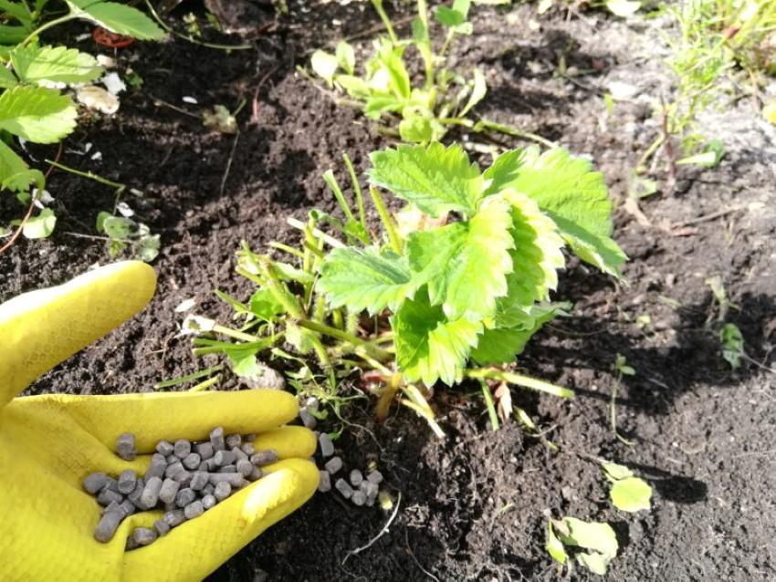 comment nourrir les fraises en automne