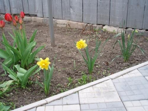 cómo alimentar narcisos y tulipanes en primavera