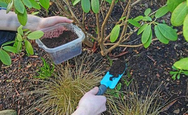 fertilisation sous le rhododendron