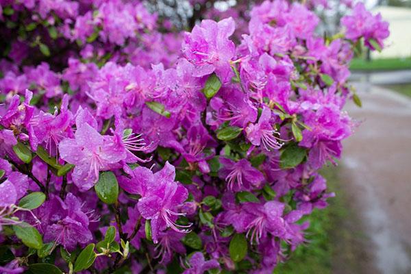 rododendro de exuberante floración