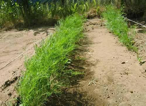 L'aneth pousse bien dans un jardin ensoleillé