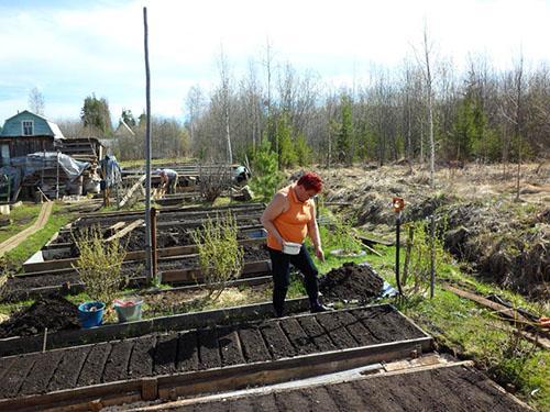 Semer l'aneth au printemps dans un jardin ouvert