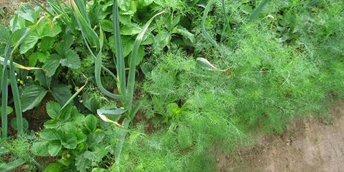 El eneldo crece entre otras plantas.