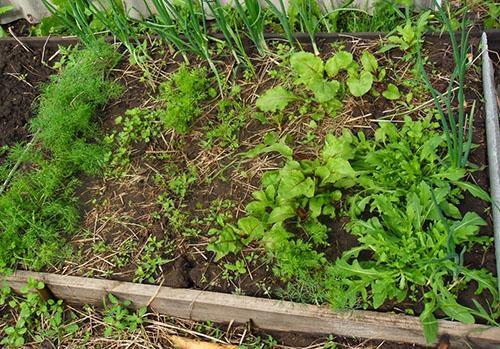 Plántulas de eneldo entre otras verduras.