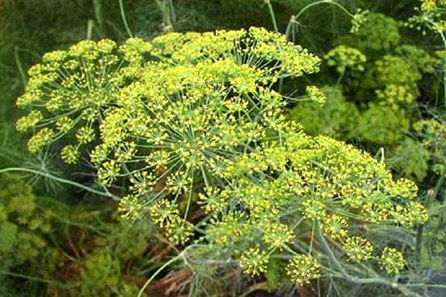 L'aneth fleurit dans le jardin