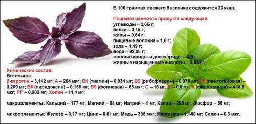 composition de basilic