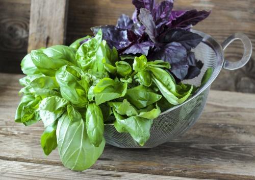 en quoi le basilic est-il utile ?