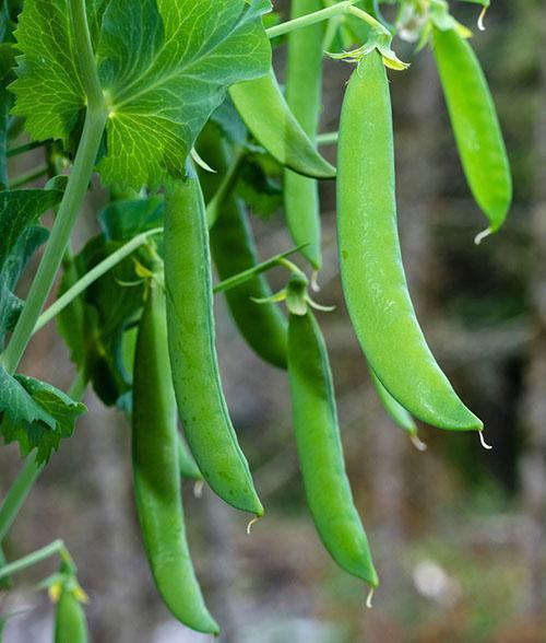 Los guisantes son ricos en proteínas.