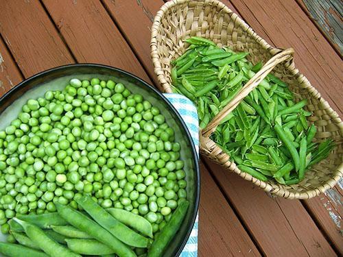 Cosecha casera de guisantes