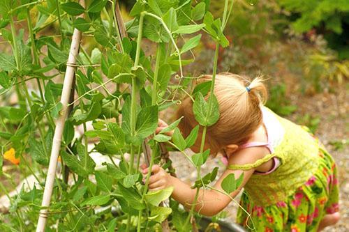 Los guisantes verdes son un manjar favorito de los niños.