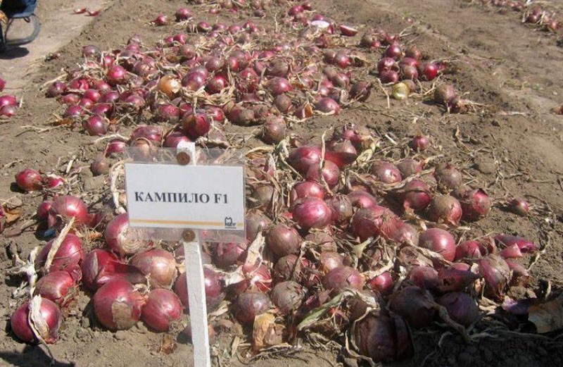 Campilo de cebolla roja