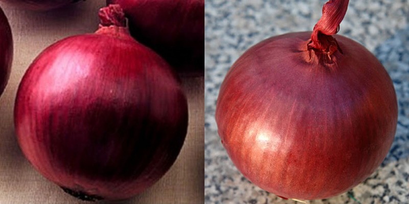 cebolla roja agradecida