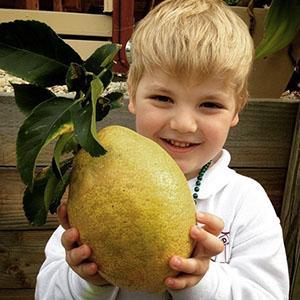 Avec l'aide de citron, vous pouvez augmenter l'immunité de l'enfant.