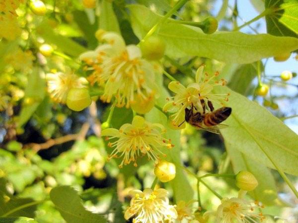 abeja recolecta néctar