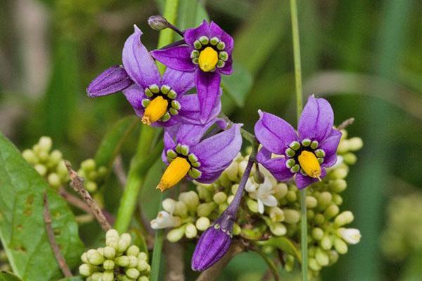 la morelle fleurit